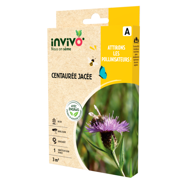 CENTAURÉE JACÉE