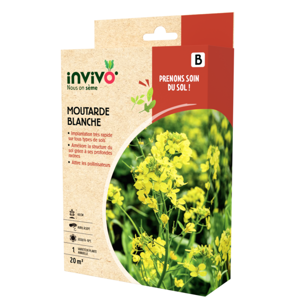 MOUTARDE BLANCHE
